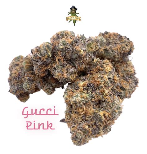 gucci pink kush strain